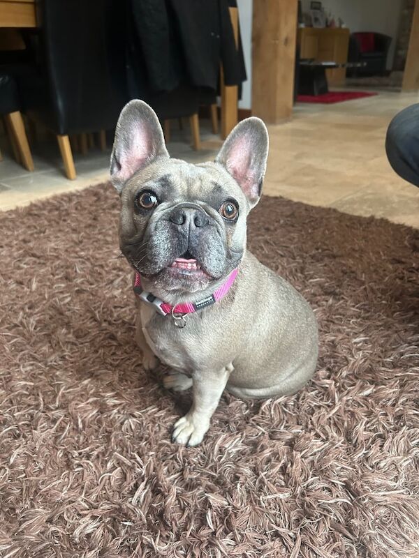 Beautiful French bull dog for sale in Hartley Wintney, Hampshire | Image 3