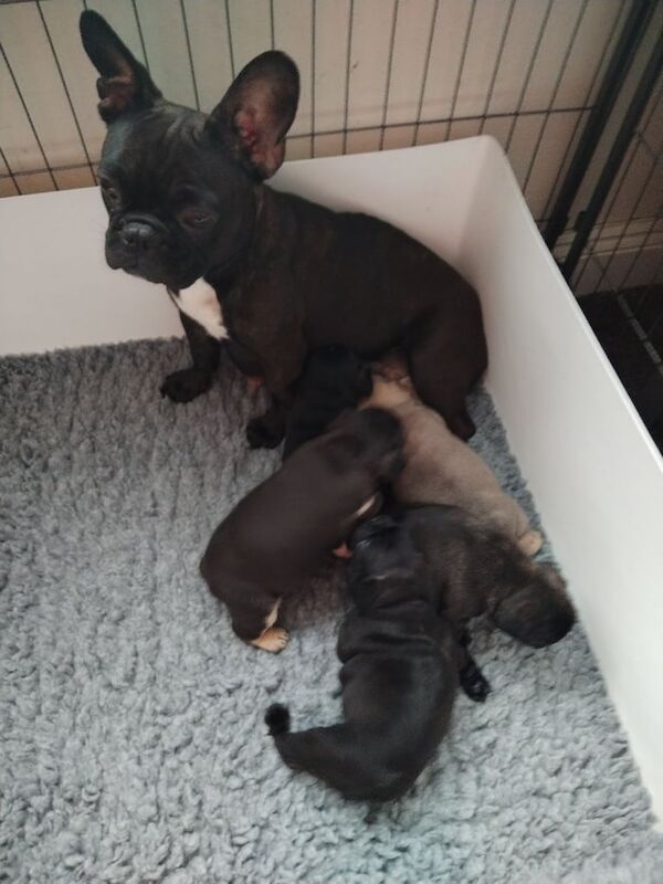 Beautiful French Bulldog Babies for sale in Sandiacre, Derbyshire
