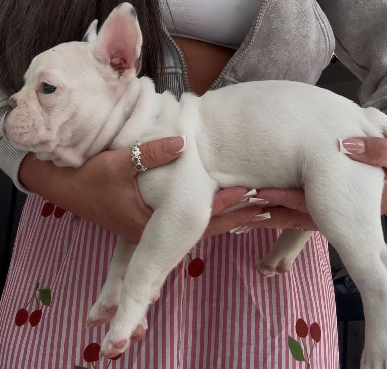 Beautiful French bulldog boy ⭐️⭐️⭐️⭐️⭐️