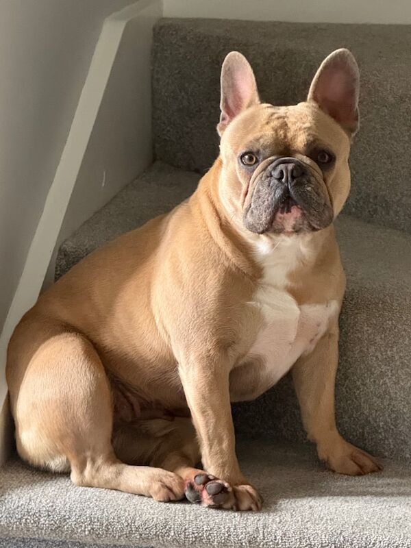 French Bulldog puppies for sale in Ashford, Kent – KC registered, 2 years old