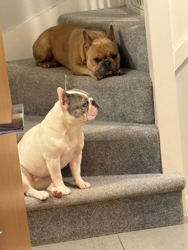 French Bulldog puppies for sale in Ashford, Kent – KC registered, 2 years old - Image 2 of 3
