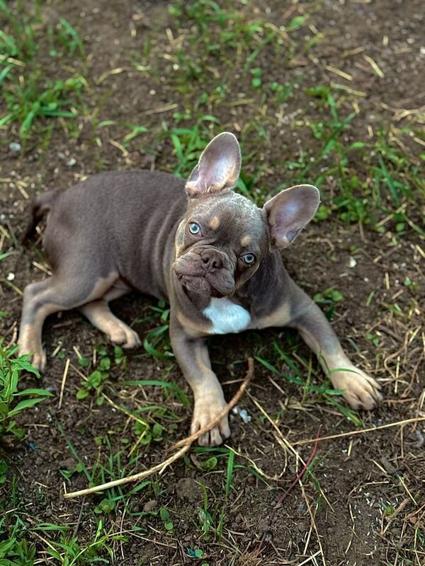 French Bulldog puppies for sale in Rainham, Greater London – 3 months old
