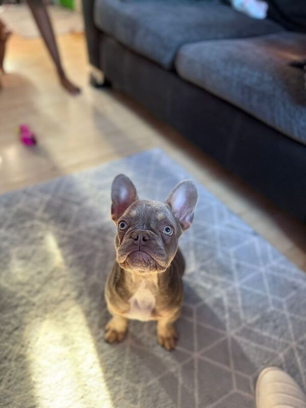 French Bulldog puppies for sale in Rainham, Greater London – 3 months old - Image 2 of 3