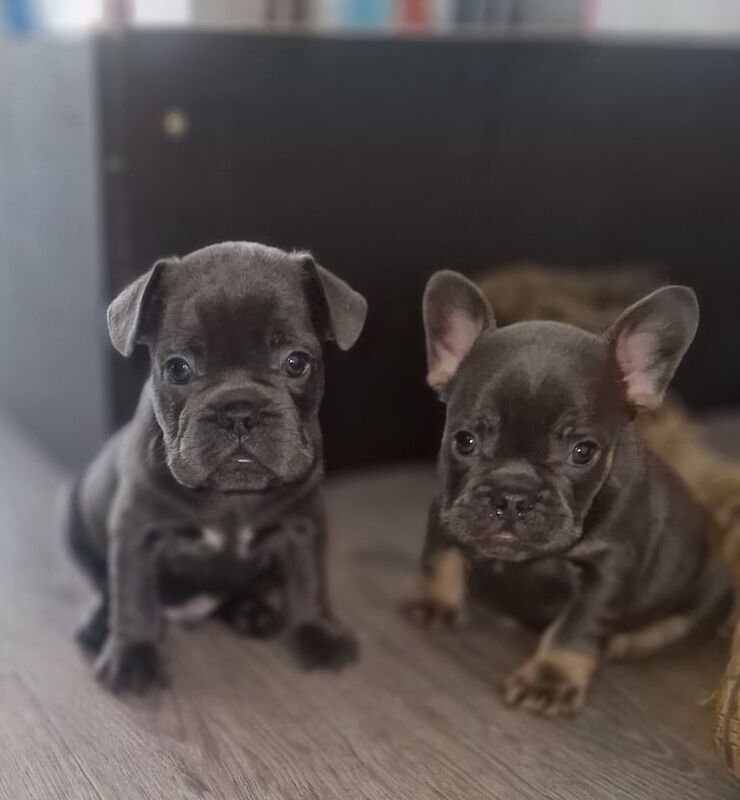 French Bulldog puppies for sale in Stowmarket, Suffolk – 6 weeks old