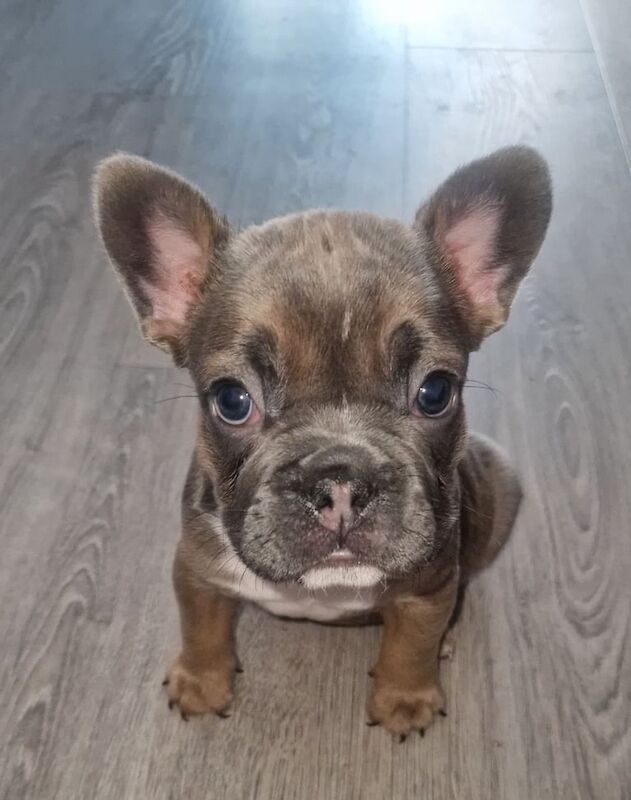 French Bulldog puppies for sale in Stowmarket, Suffolk – 6 weeks old - Image 3 of 3