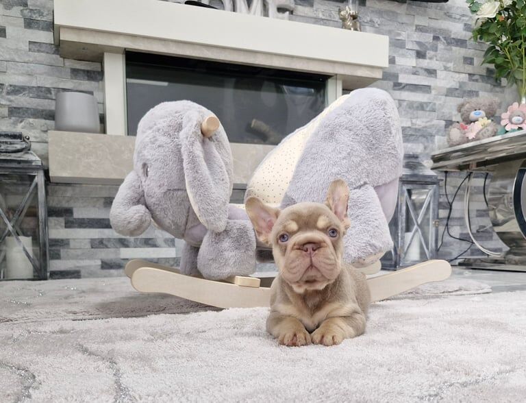 French Bulldog puppies for sale in St Mellons / Llaneurwg, South Glamorgan – KC registered, 6 weeks old
