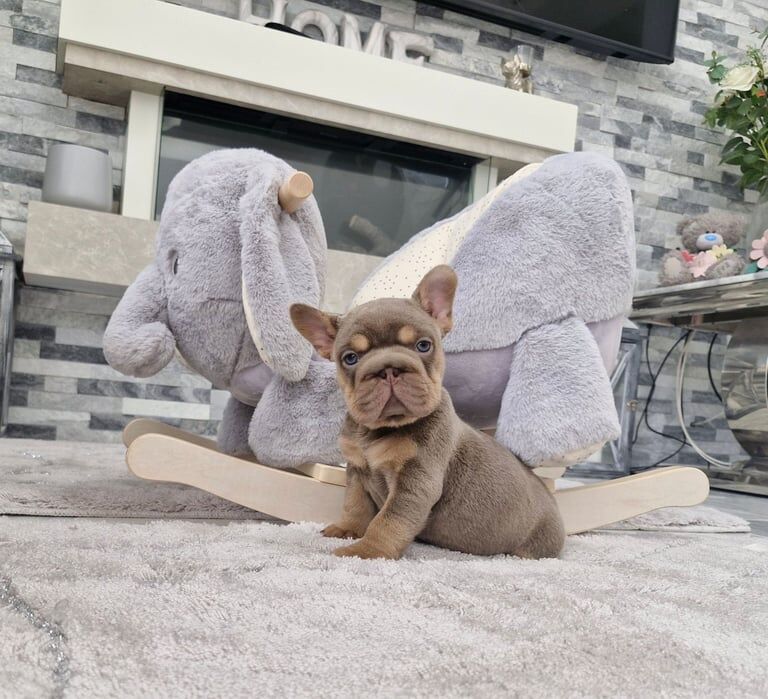 French Bulldog puppies for sale in St Mellons / Llaneurwg, South Glamorgan – KC registered, 6 weeks old - Image 2 of 3