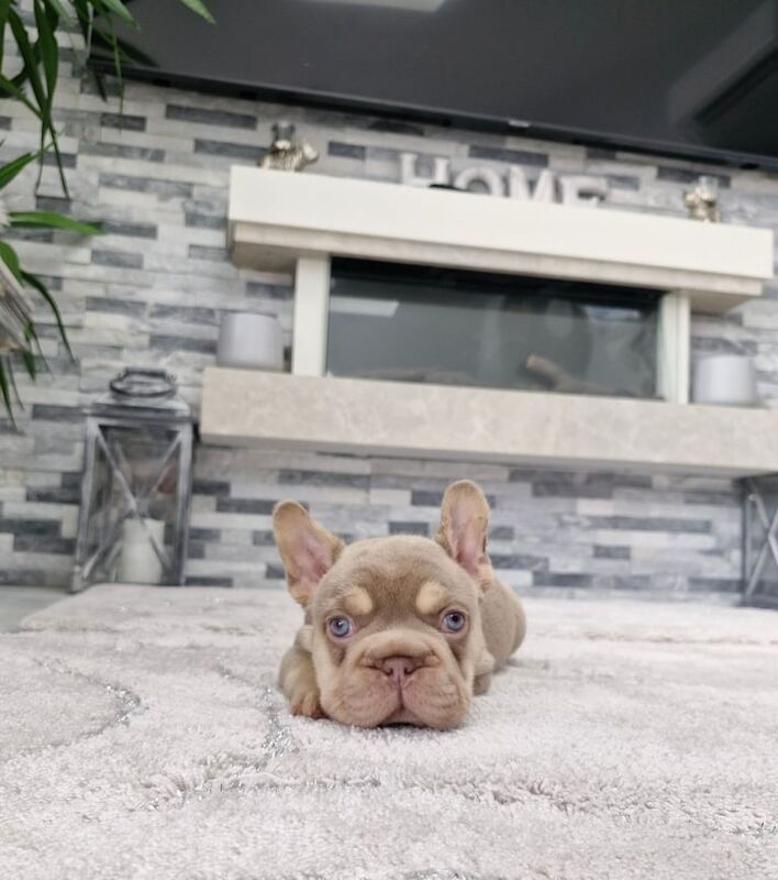 French Bulldog puppies for sale in St Mellons / Llaneurwg, South Glamorgan – KC registered, 6 weeks old - Image 3 of 3