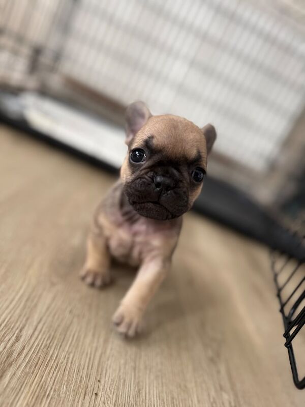French Bulldog puppies for sale in Hemsworth, West Yorkshire – KC registered, 5 weeks old