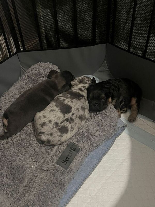 Beautiful French Bulldog puppies - Image 2 of 3