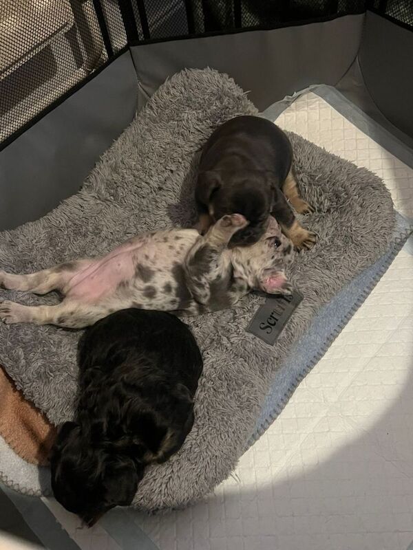 Beautiful French Bulldog puppies - Image 3 of 3