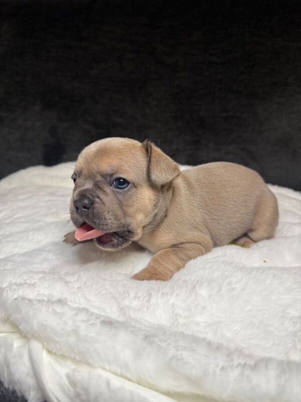 French Bulldog puppies for sale in Pontefract, West Yorkshire – 4 weeks old