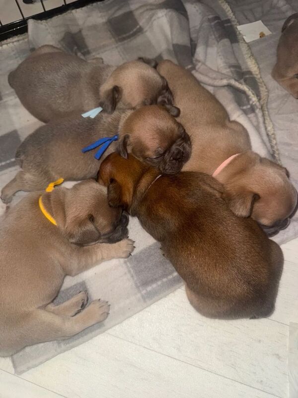 Beautiful French Bulldog Puppies - Image 2 of 3