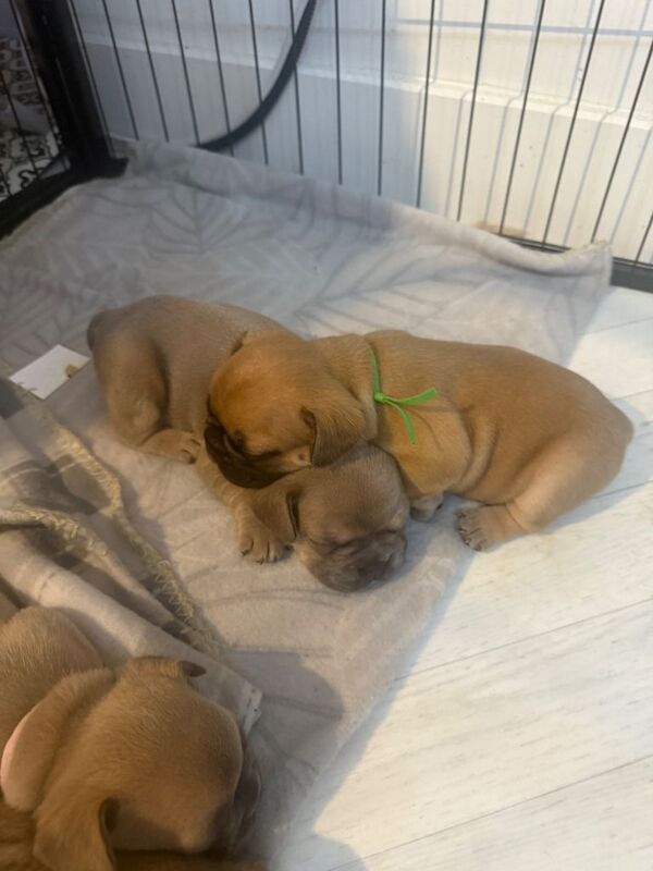 Beautiful French Bulldog Puppies - Image 3 of 3