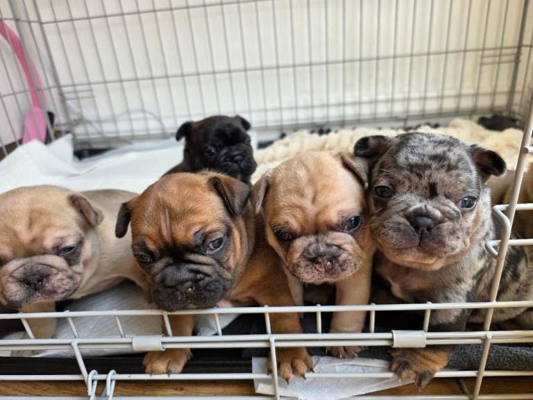 Beautiful French Bulldog Puppies