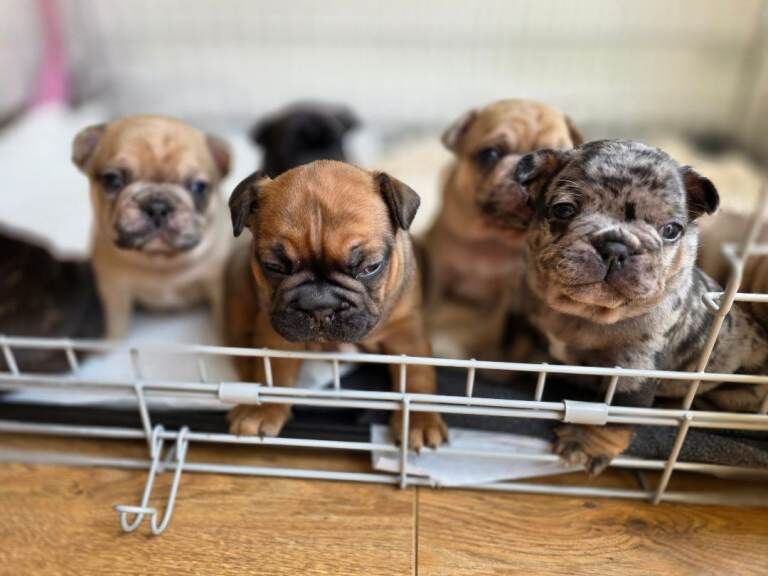 Beautiful French Bulldog Puppies - Image 2 of 6