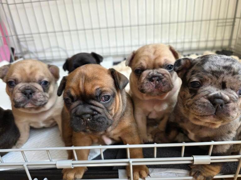 Beautiful French Bulldog Puppies - Image 3 of 6