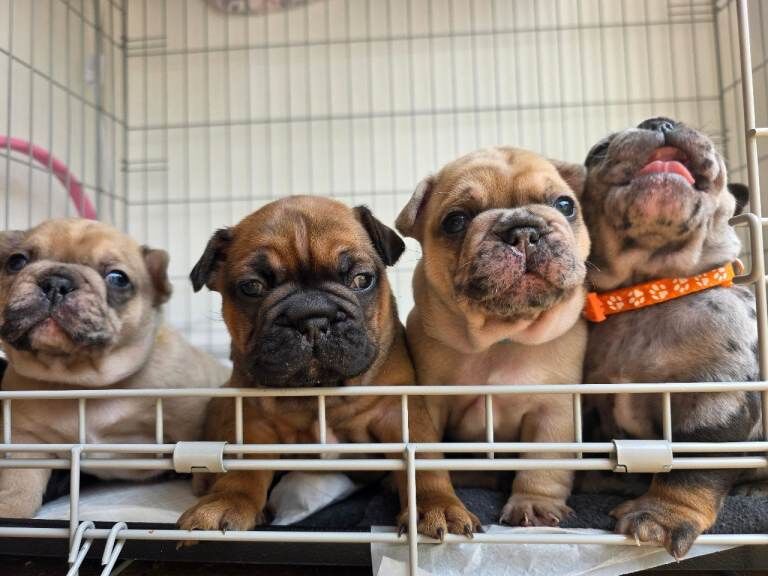 Beautiful French Bulldog Puppies - Image 4 of 6