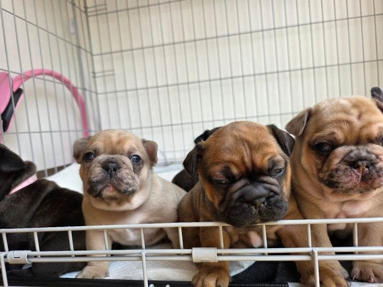 Beautiful French Bulldog Puppies - Image 5 of 6