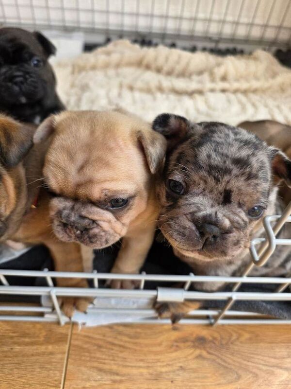 Beautiful French Bulldog Puppies - Image 6 of 6