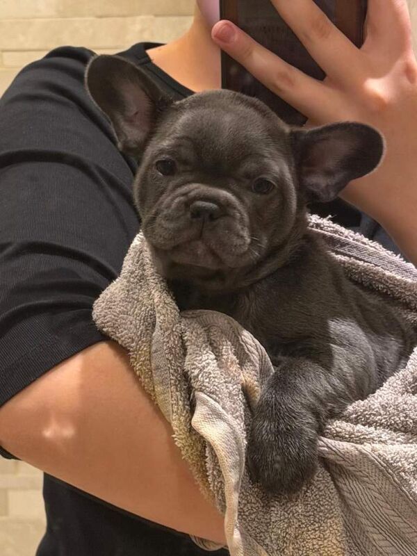 Beautiful French bulldog puppies - Image 2 of 6