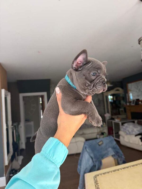 Beautiful French bulldog puppies - Image 5 of 6