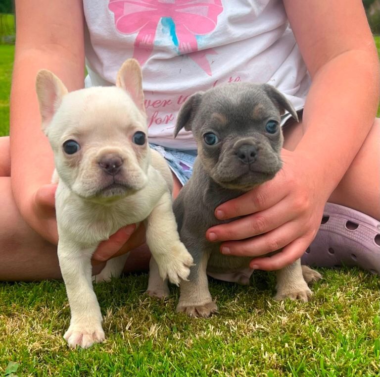 Beautiful French bulldog puppies - Image 3 of 5