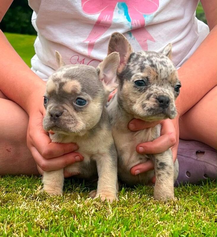 Beautiful French bulldog puppies - Image 5 of 5