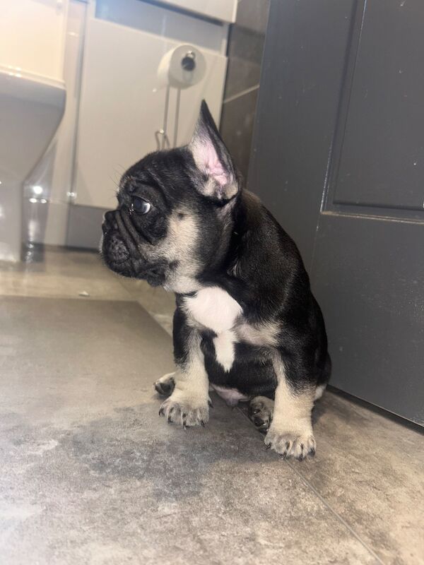Beautiful French bulldog puppies