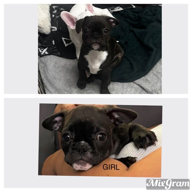 Beautiful French bulldog puppies for sale 1brindle boy 1 brindle female