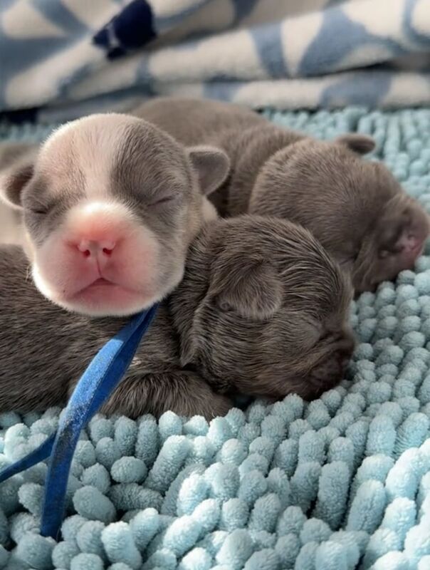 French Bulldog puppies for sale in Clapham, Greater London – KC registered, 1 week old