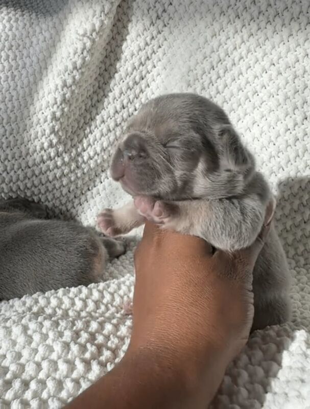 French Bulldog puppies for sale in Clapham, Greater London – KC registered, 1 week old - Image 2 of 3