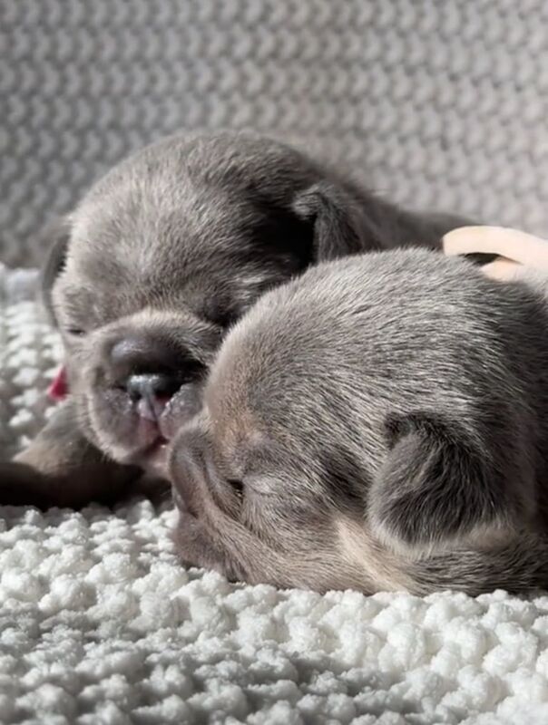 French Bulldog puppies for sale in Clapham, Greater London – KC registered, 1 week old - Image 3 of 3
