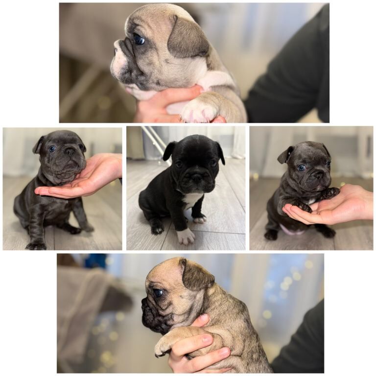 Frenchie Puppies For Sale