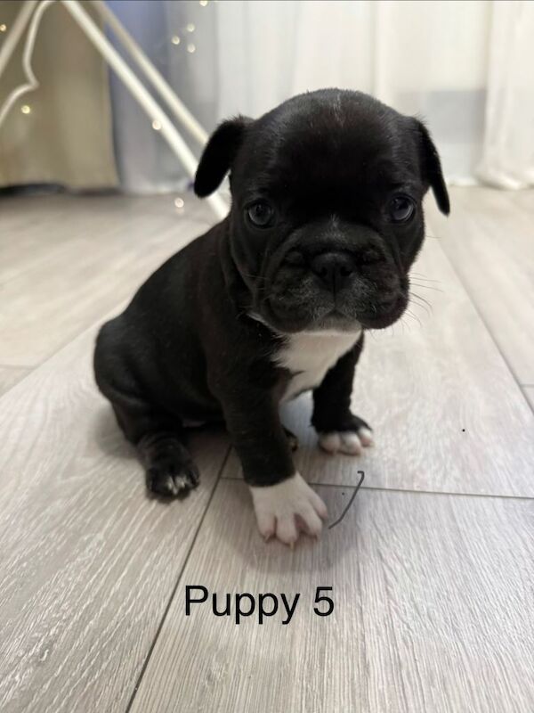 Beautiful French Bulldog Puppies Looking For Loving Homes - Image 2 of 3