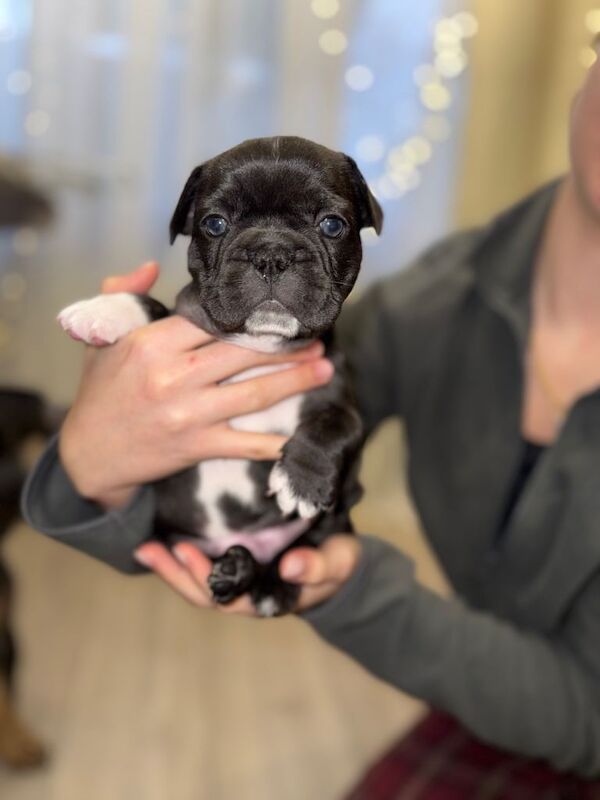 Beautiful French Bulldog Puppies Looking For Loving Homes - Image 3 of 3