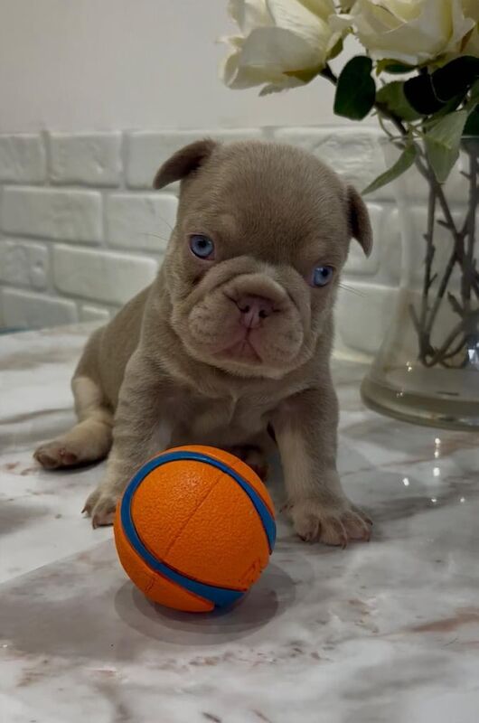 French Bulldog puppies for sale in Reading, Berkshire – 11 weeks old