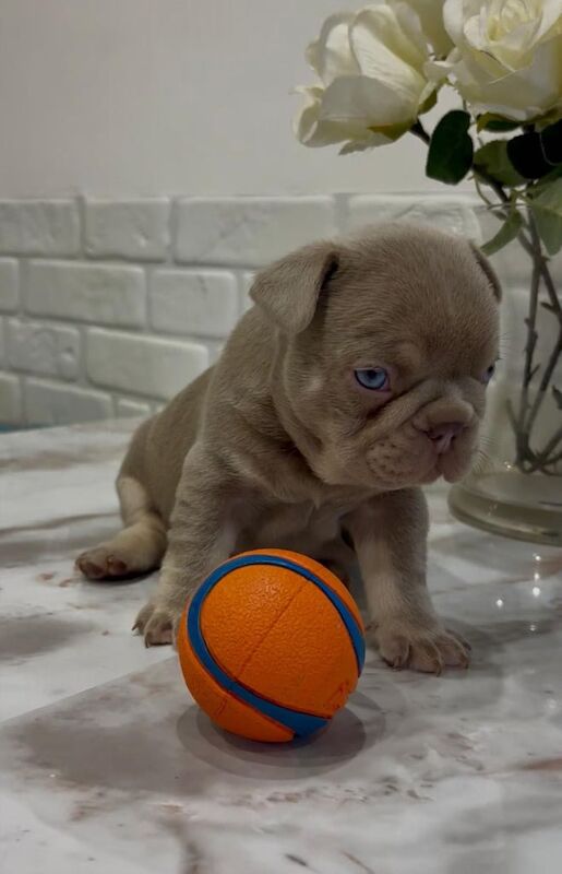 French Bulldog puppies for sale in Reading, Berkshire – 12 weeks old - Image 2 of 3