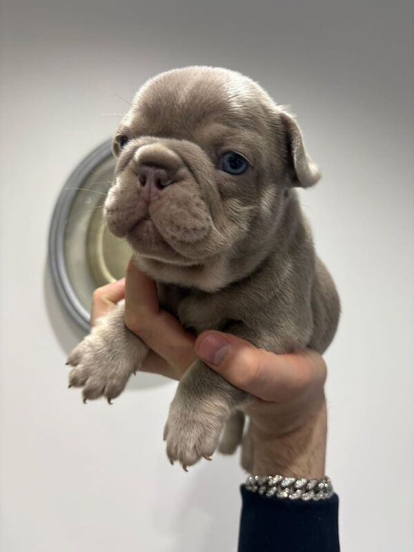 French Bulldog puppies for sale in Reading, Berkshire – 12 weeks old - Image 3 of 3