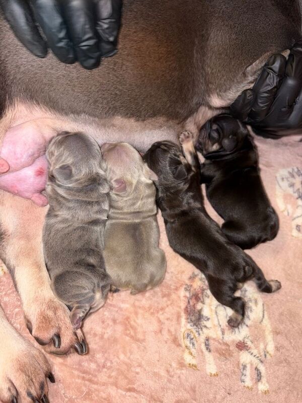 French Bulldog puppies for sale in Irvine, Ayrshire and Arran – KC registered, 6 weeks old