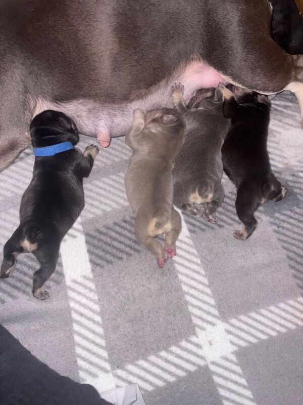 Beautiful French bulldog pups frenchies - Image 3 of 5