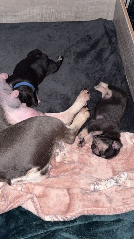 Beautiful French bulldog pups frenchies - Image 5 of 5
