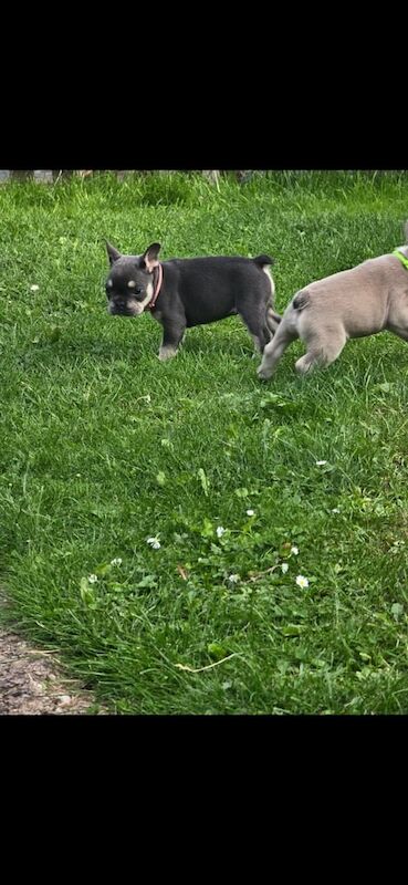 French Bulldog puppies for sale in Leicester, Leicestershire – KC registered, 7 weeks old