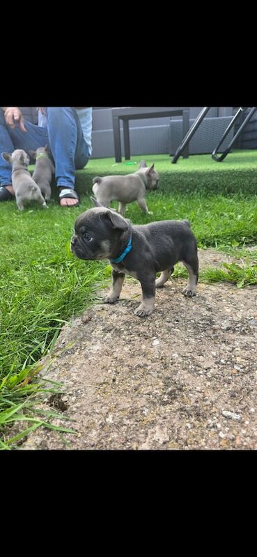 French Bulldog puppies for sale in Leicester, Leicestershire – KC registered, 7 weeks old - Image 2 of 3