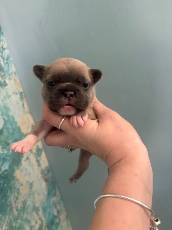 Frenchie Puppies For Sale