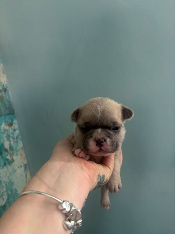 Beautiful French bulldogs - Image 2 of 6