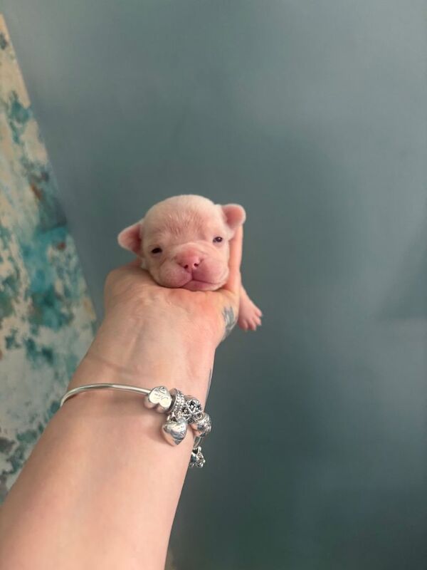 Beautiful French bulldogs - Image 3 of 6