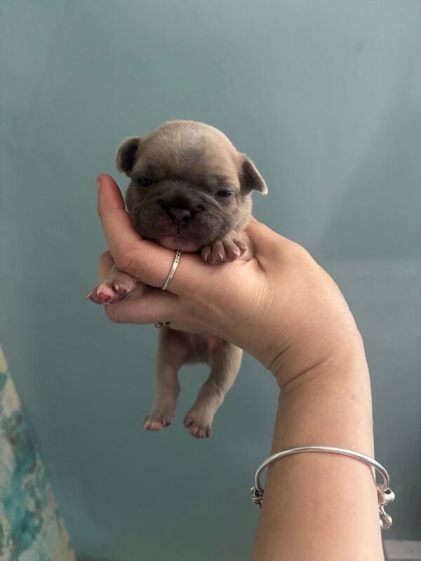 Beautiful French bulldogs - Image 4 of 6