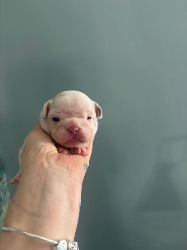Beautiful French bulldogs - Image 5 of 6
