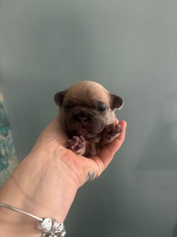 Beautiful French bulldogs - Image 6 of 6